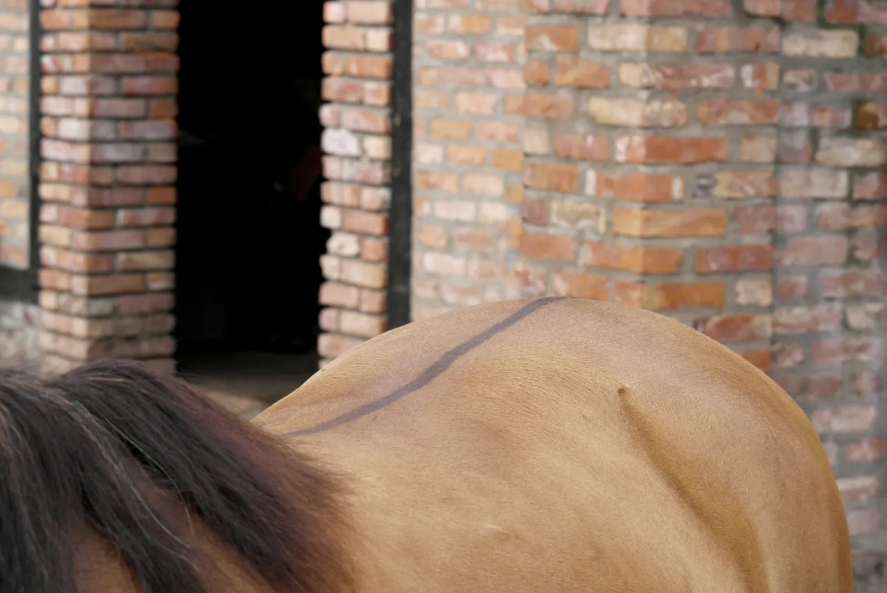 Koń bułany z pręgą grzbietową