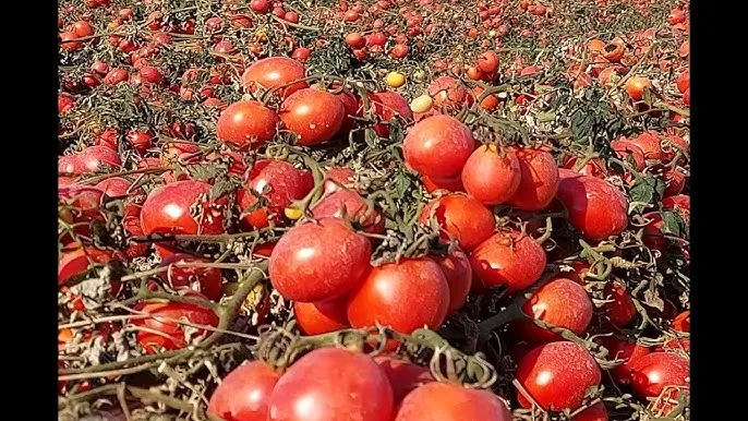 sadzenie pomidorów lima w gruncie