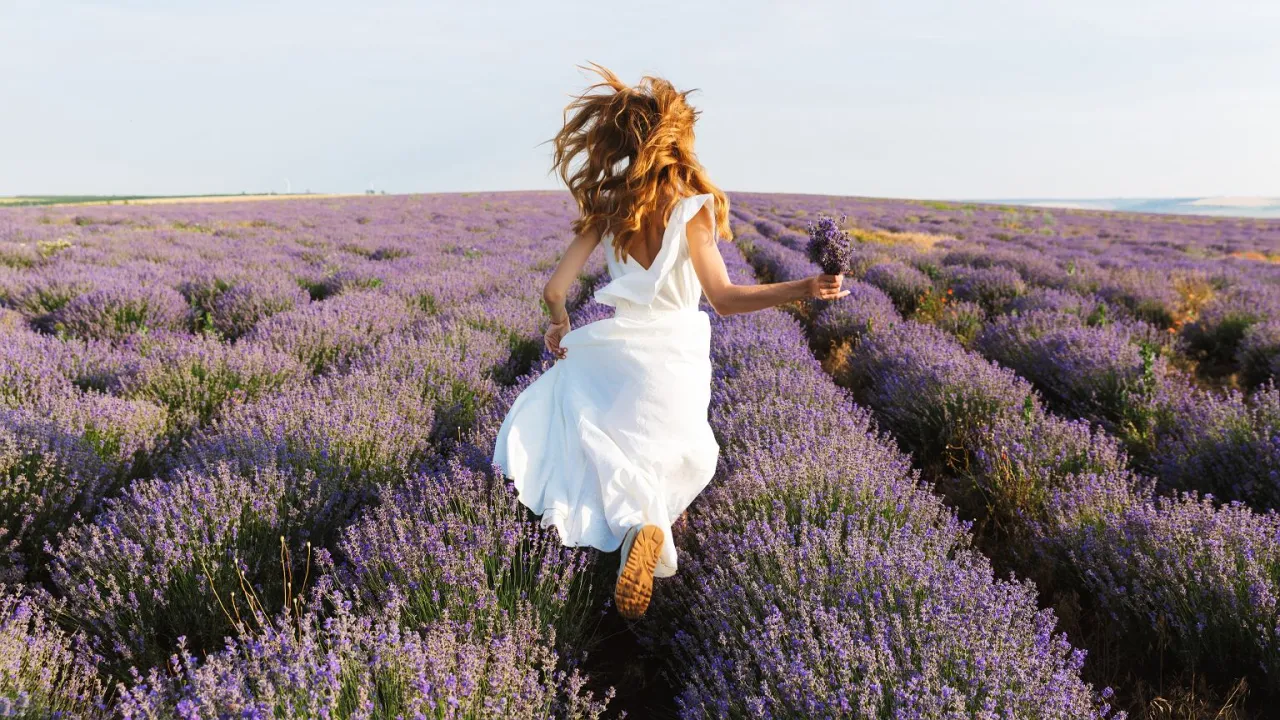 lawenda kwitnąca pole Polska