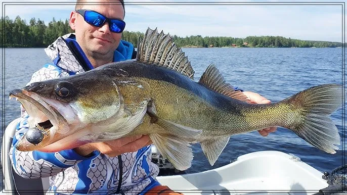 wędkarz spinningowy łowiący sandacze