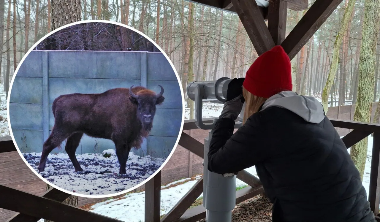 Żubr w Puszczy Niepołomickiej, widziany przez turystkę z lornetki. Idealne miejsce na odkrywanie tras rowerowych.