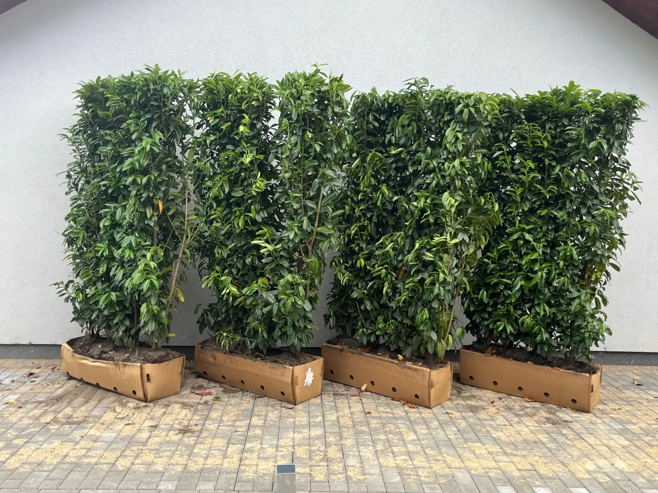 Zimozielony żywopłot cis laurowiśnia