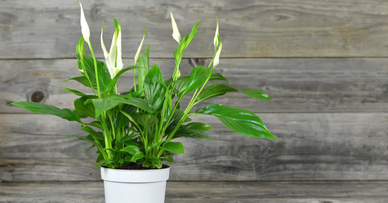 Skrzydłokwiat w sypialni