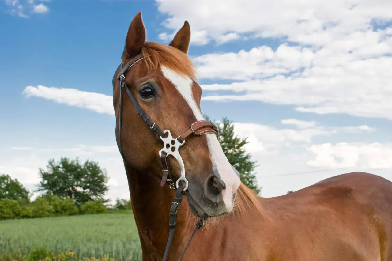 Studenci hipologii zajęcia praktyczne z końmi