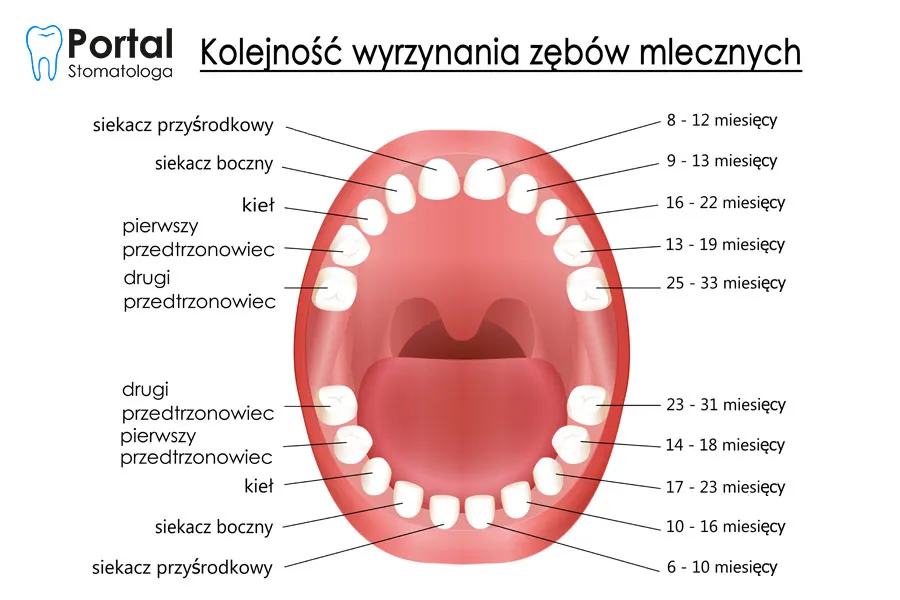 etapy wyrzynania zęba diagram