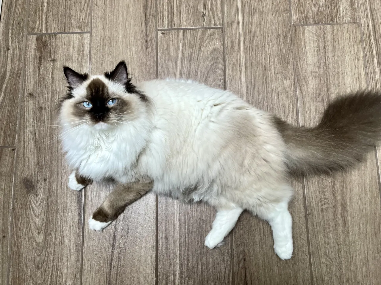 Ragdoll kot alergia