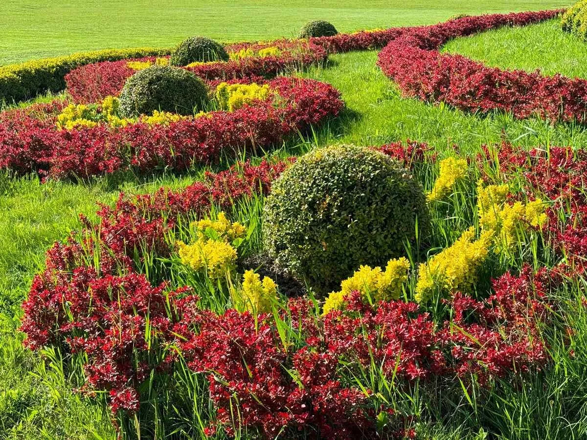 Berberys w ogrodzie zdrowe liście