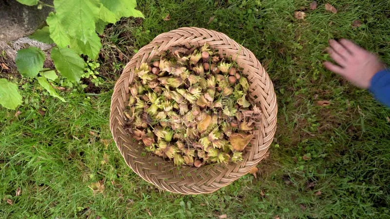 zbieranie orzechów laskowych z ziemi