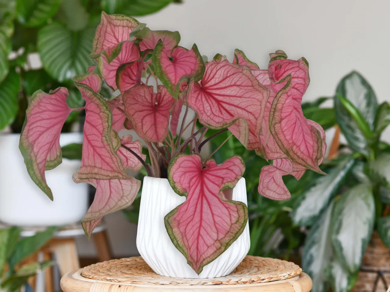 Modne rośliny doniczkowe do mieszkania