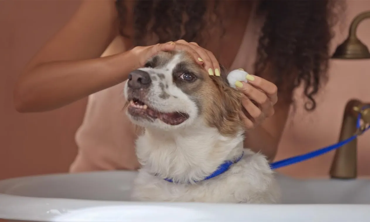 Delikatne czyszczenie uszu psa, kiedy pierwsza kąpiel szczeniaka.