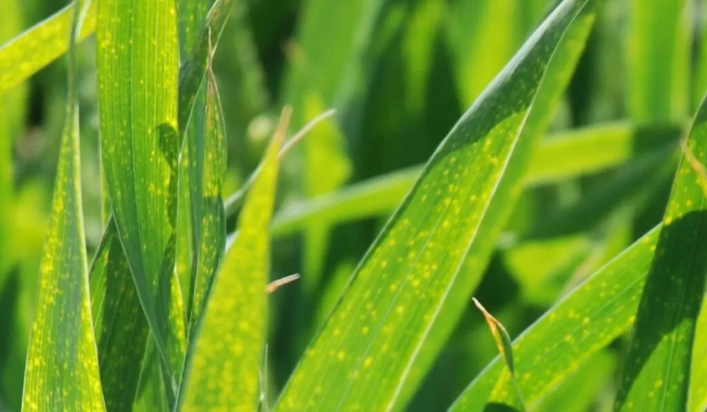 niedobory mikroelement&oacute;w pszenżyto ozime objawy