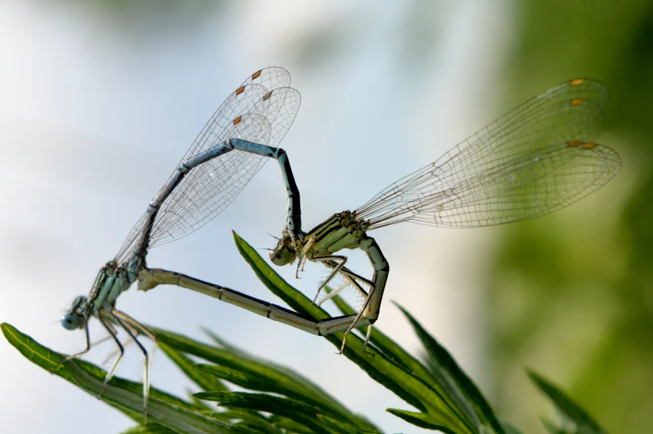 ważki serce kopulacyjne