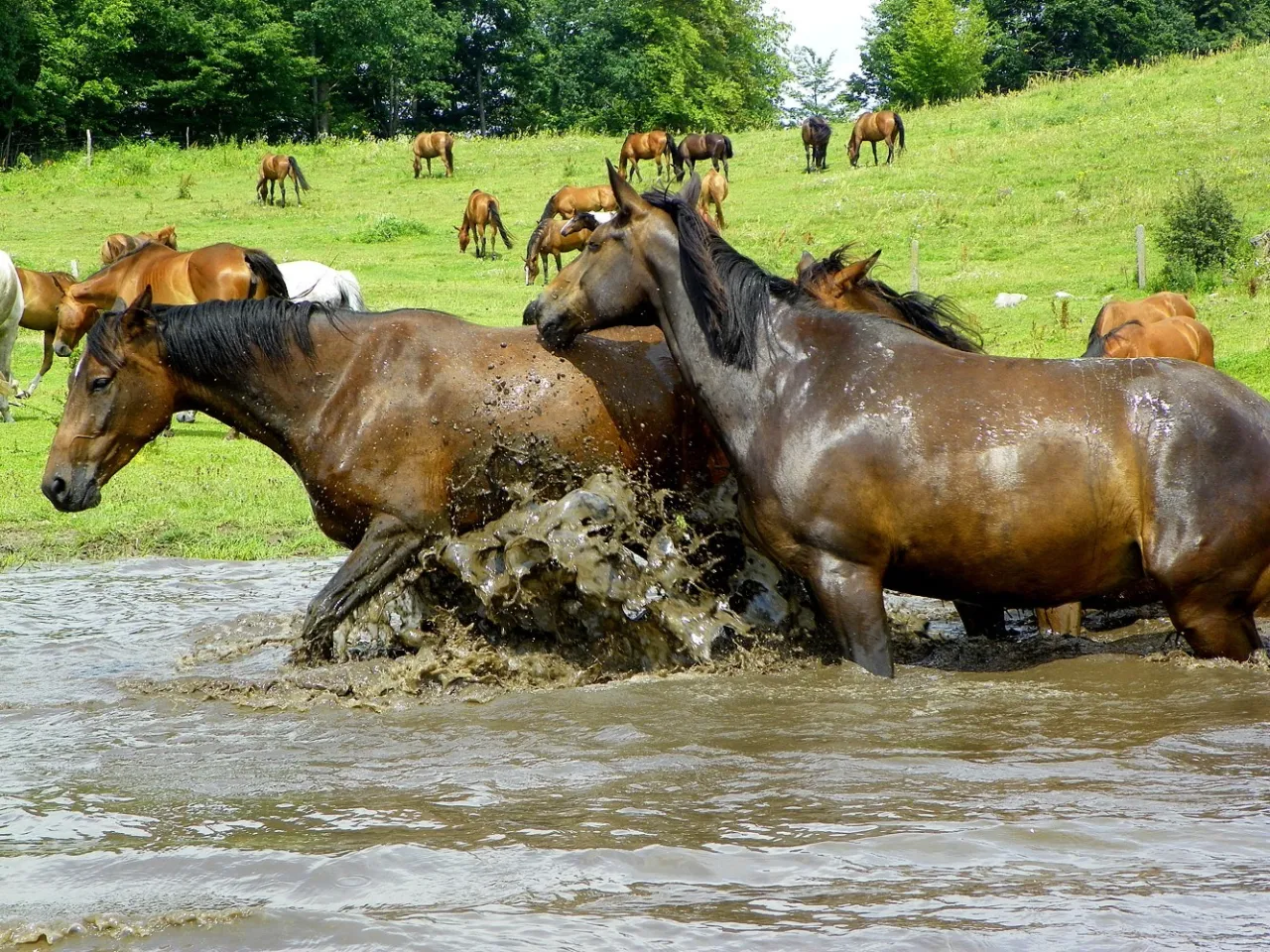Konie Kierzbuń pastwiska
