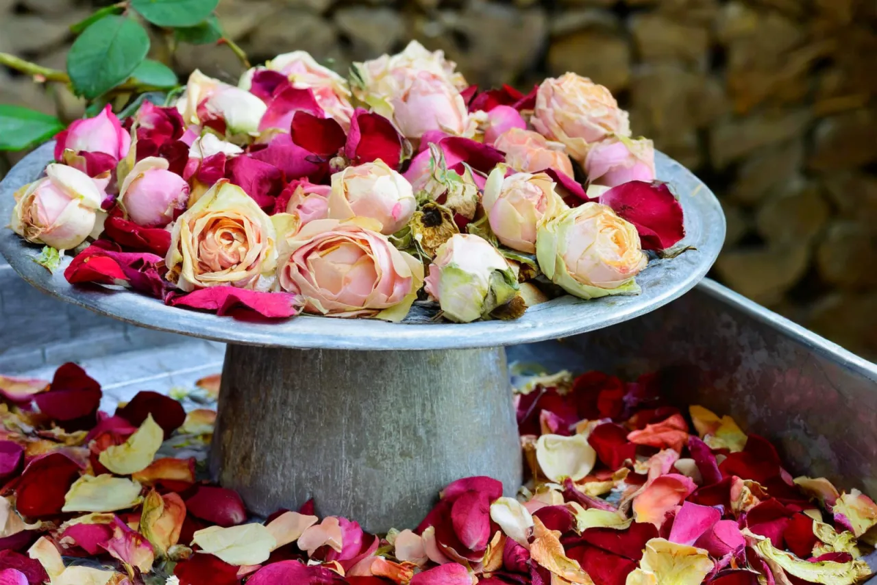 Suszenie róż na płaskiej powierzchni, aby zachować ich piękno. Płatki i kwiaty w odcieniach różu, czerwieni i kremu.
