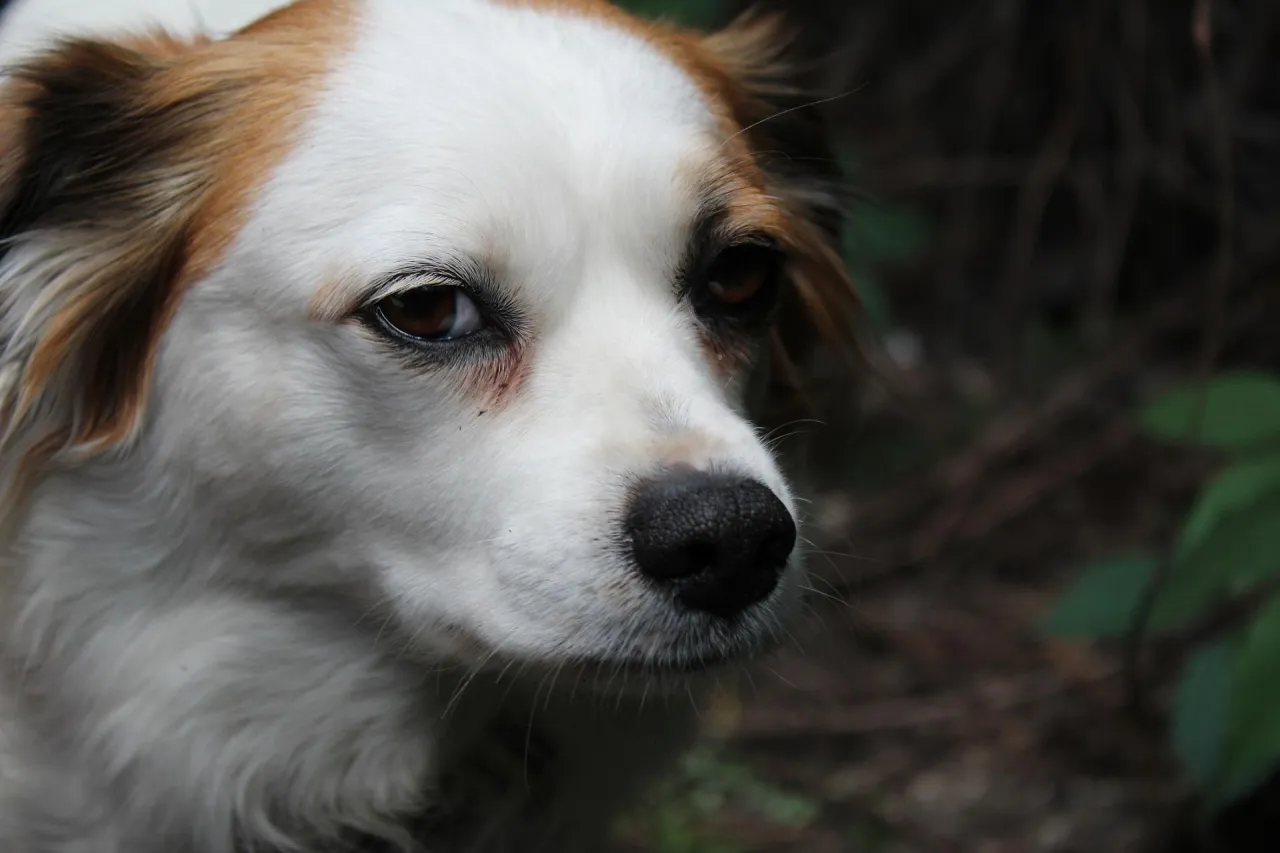 kremacja indywidualna zbiorowa pies porównanie