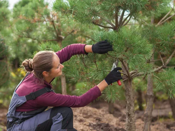 jak przycinać świeczki sosny