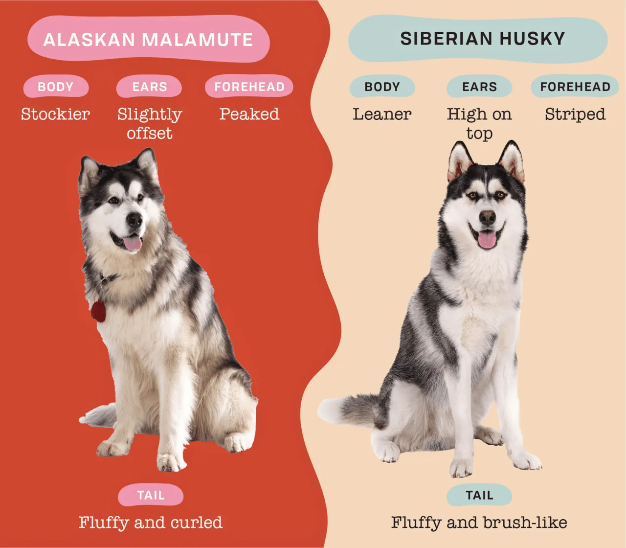 Siberian Husky vs Alaskan Malamute por&oacute;wnanie