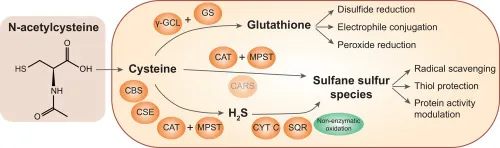 NAC chemical structure and glutathione synthesis