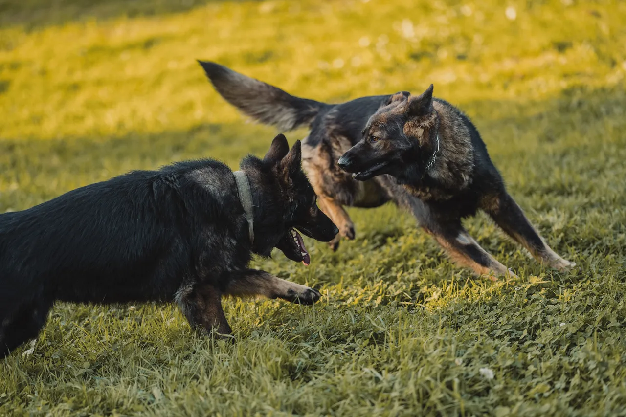 planowanie miotu psów z uwzględnieniem genetyki