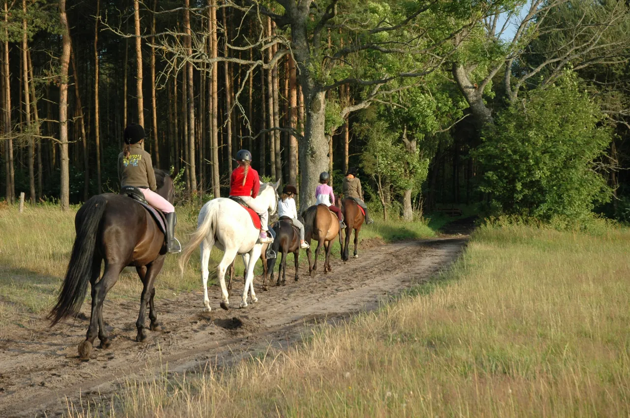 jeździec na koniu w terenie