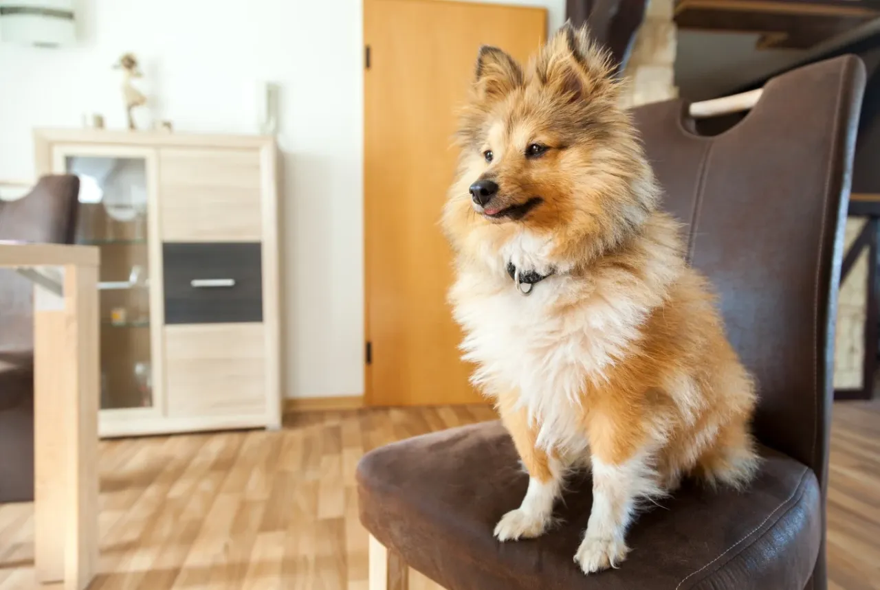 Pies w bloku z sąsiadami