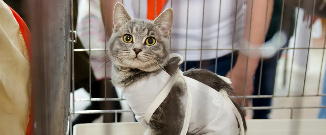 Szczęśliwa kotka po sterylizacji