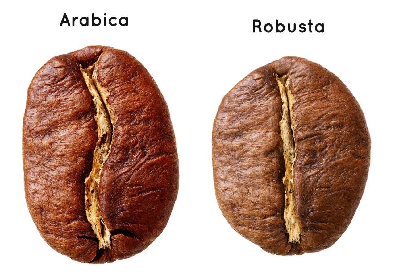 ziarna kawy arabica robusta