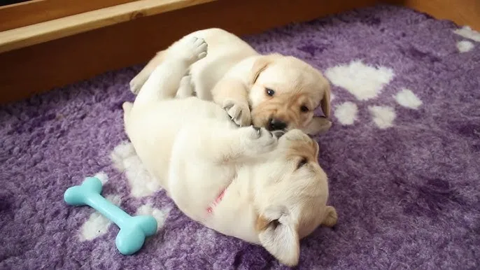 szczeniak labrador zabawa