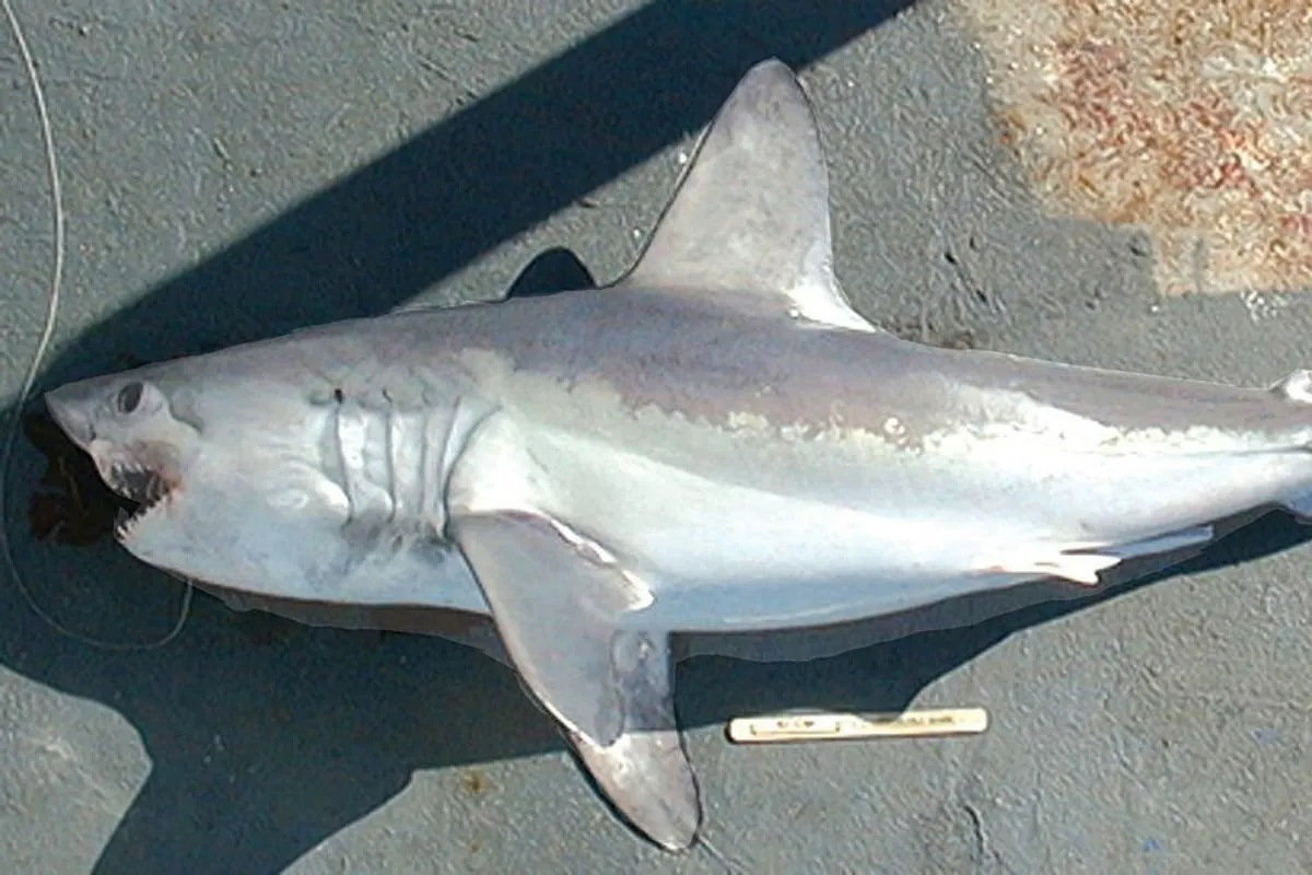 rekiny bałtyckie gatunki wygląd