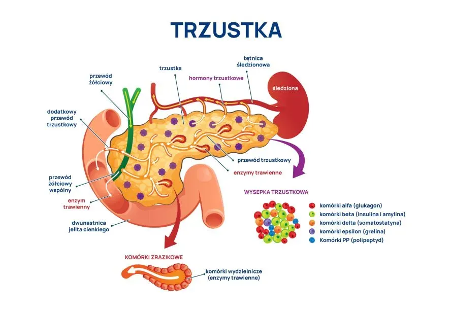 anatomia trzustki i promieniowanie b&oacute;lu