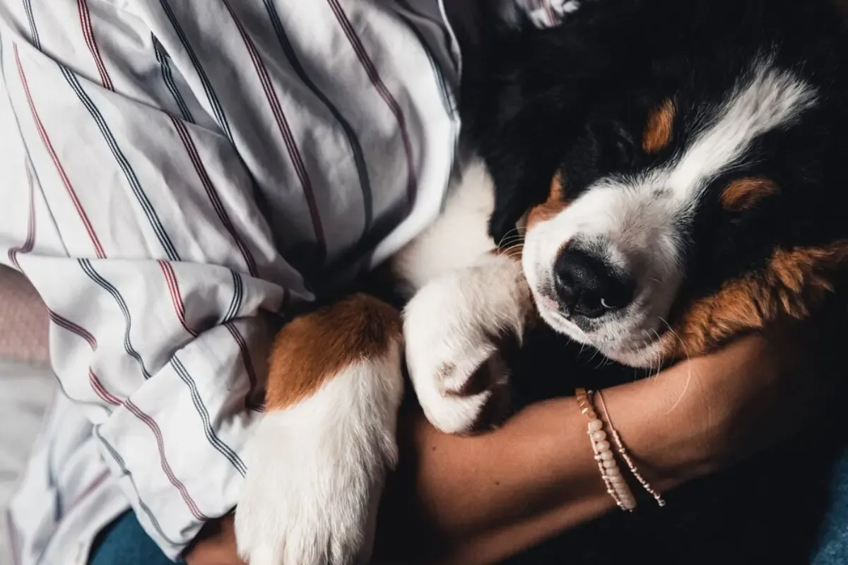 różne rasy psów przytulających się