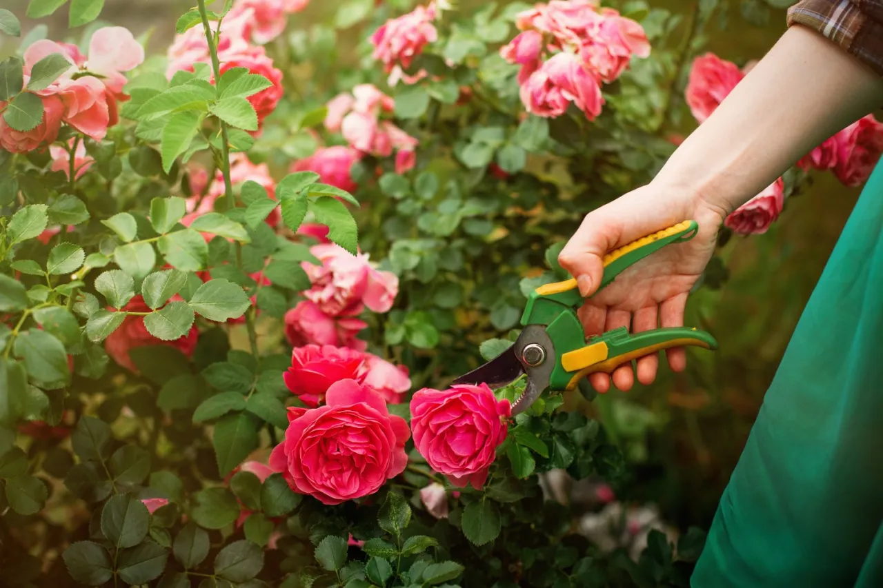 Dłoń z sekatorem przycina kwitnące róże. Dowiedz się, kiedy i jak przycinać róże, by cieszyć się ich pięknem.