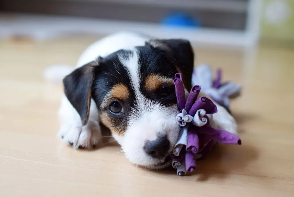 szczeniak poznaje świat inne psy