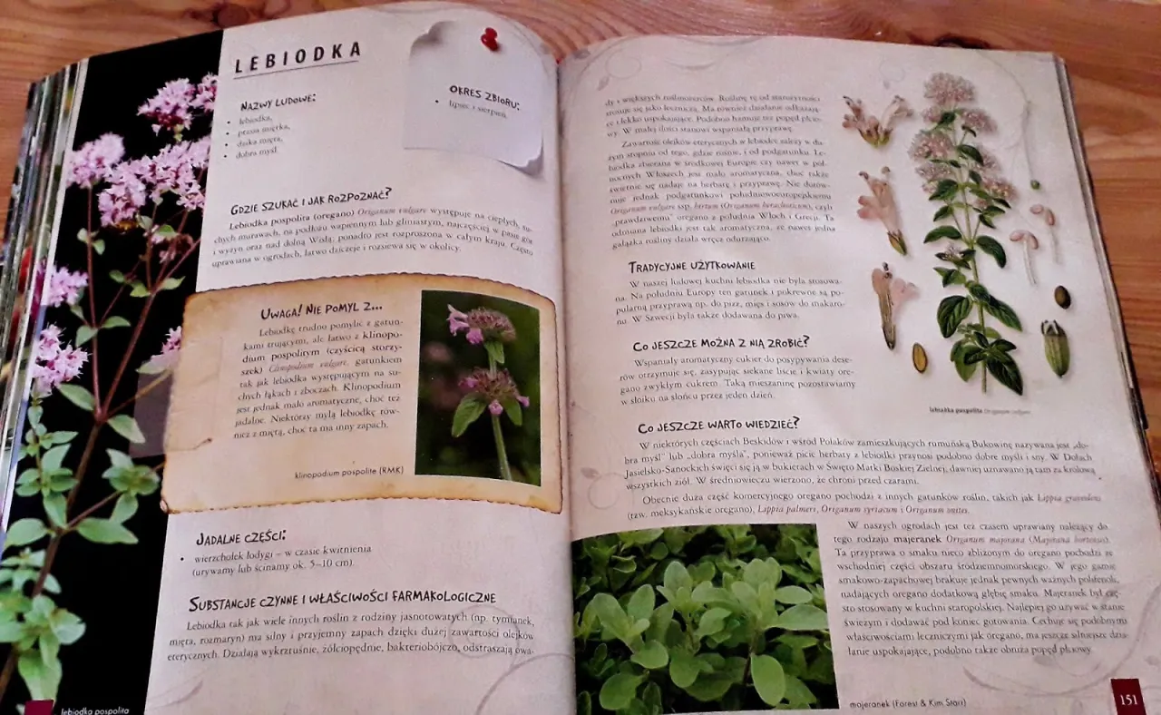 oregano majeranek por&oacute;wnanie wizualne