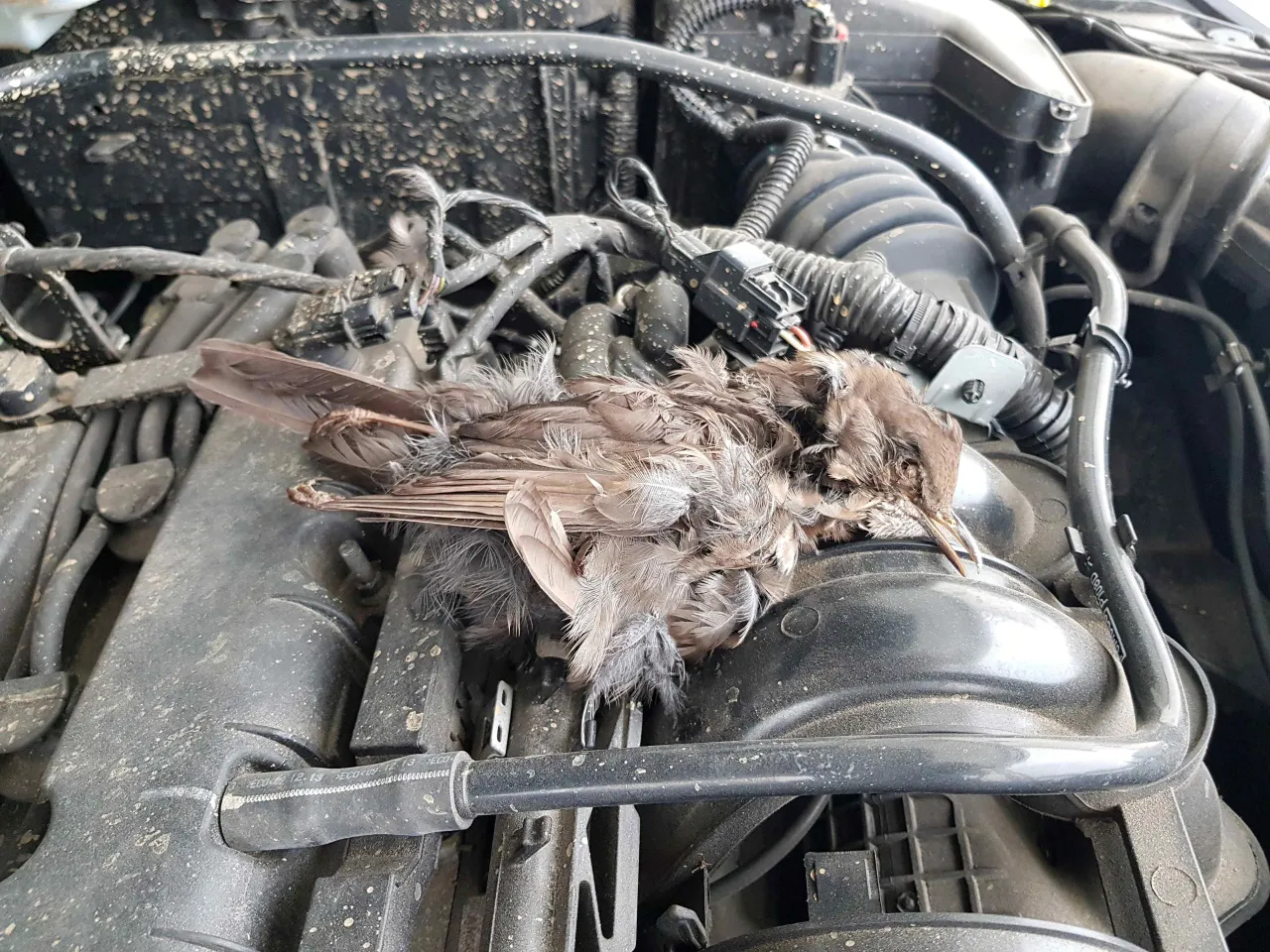 kuna pod maską samochodu uszkodzenia