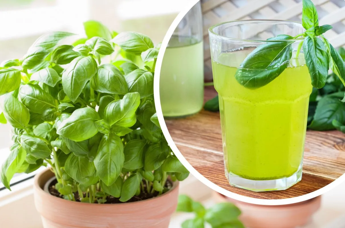 Lemoniada z bazylią i truskawkami