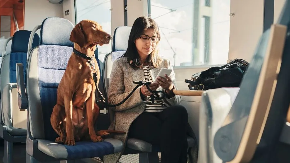pies w autobusie dalekobieżnym