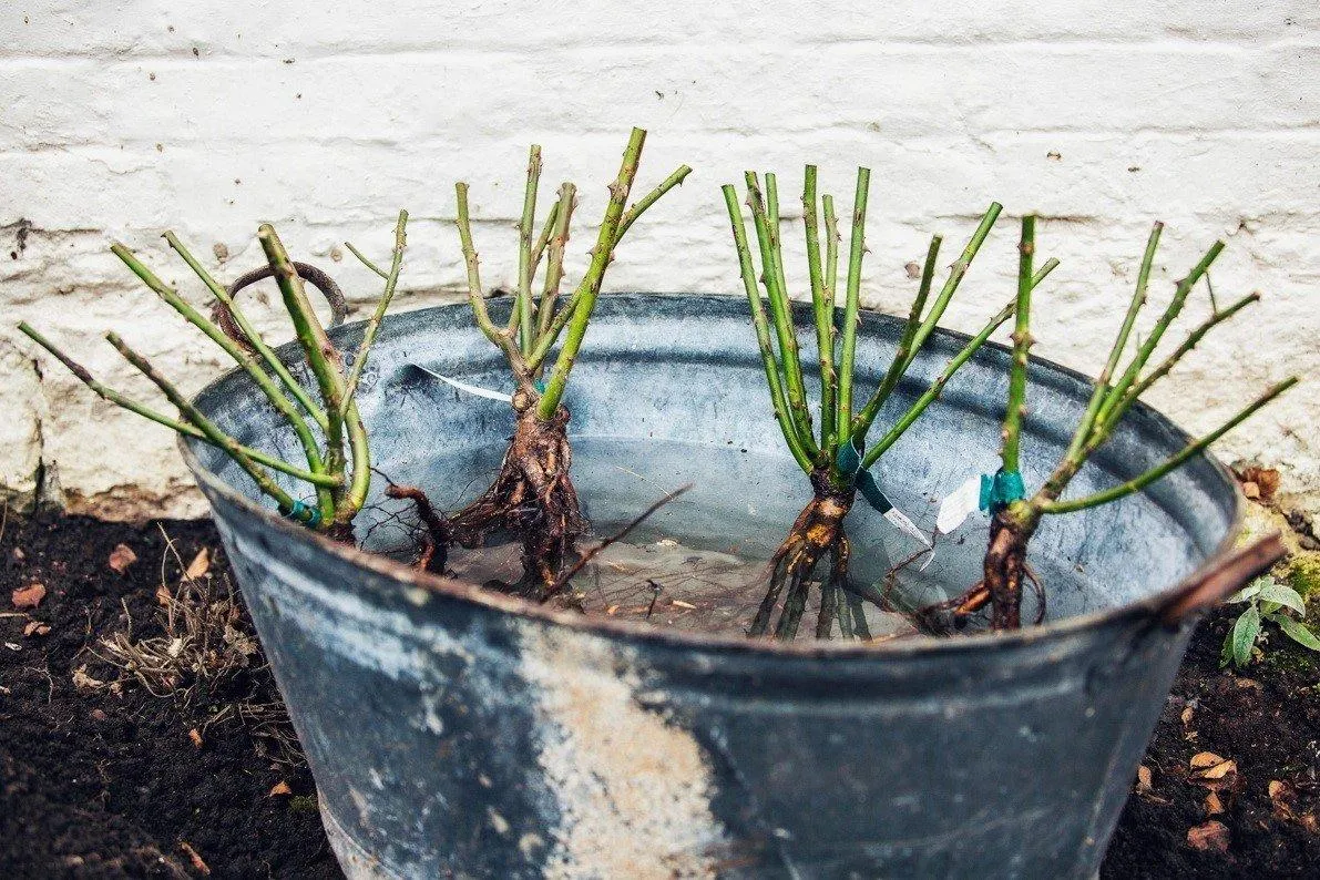 sadzonki róż z gołym korzeniem i w doniczkach