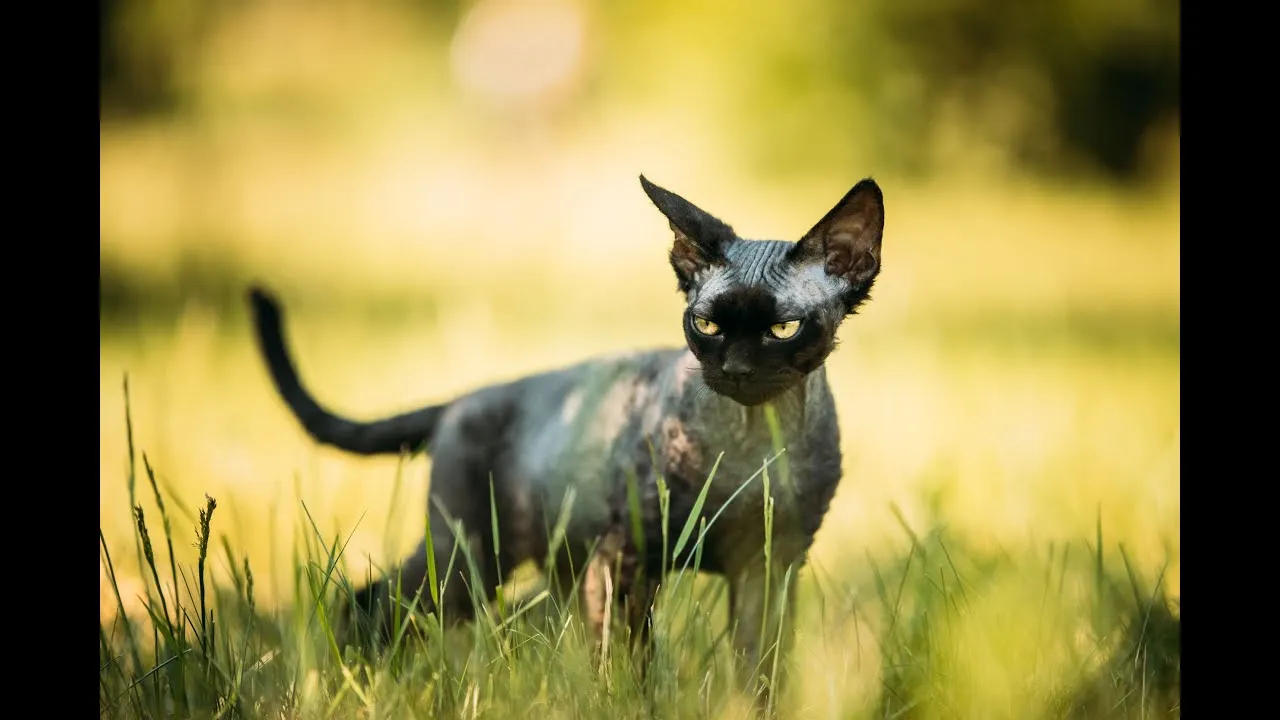 Zdjęcie Ile żyją koty Devon Rex? Poznaj czynniki wpływające na ich długość życia