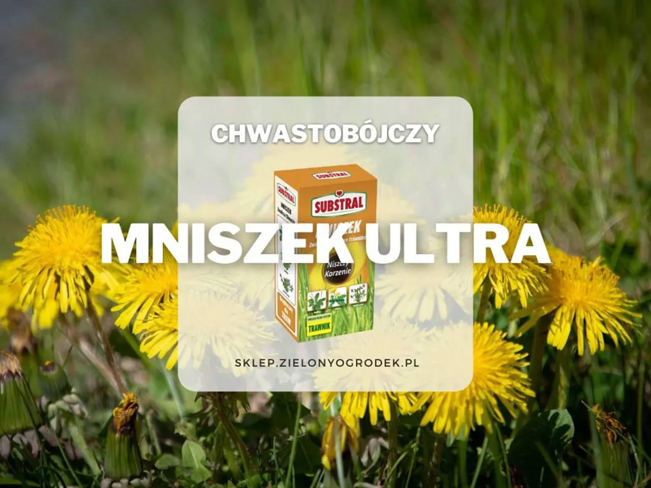 żółte chwasty polne w ogrodzie