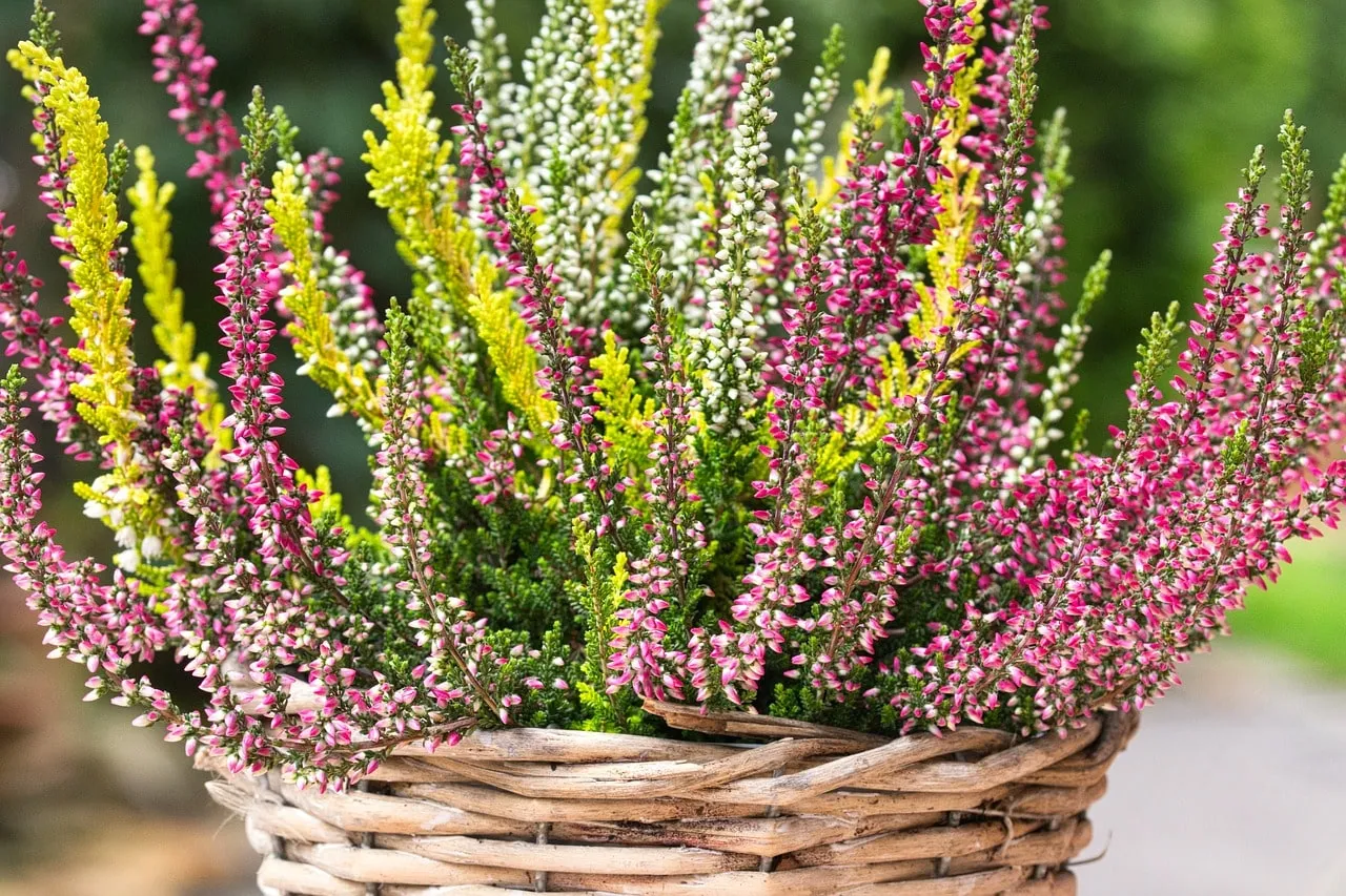 Przycinanie wrzośc&oacute;w krok po kroku