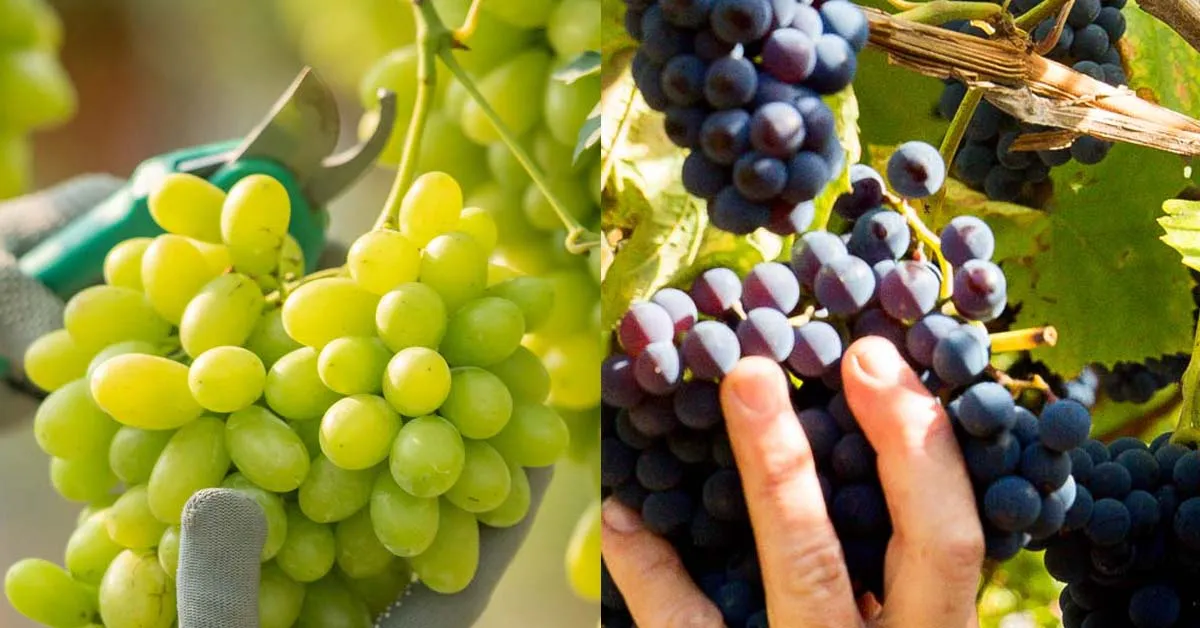 Zdjęcie Kiedy zrywać winogron na wino, aby uniknąć słabych zbiorów?