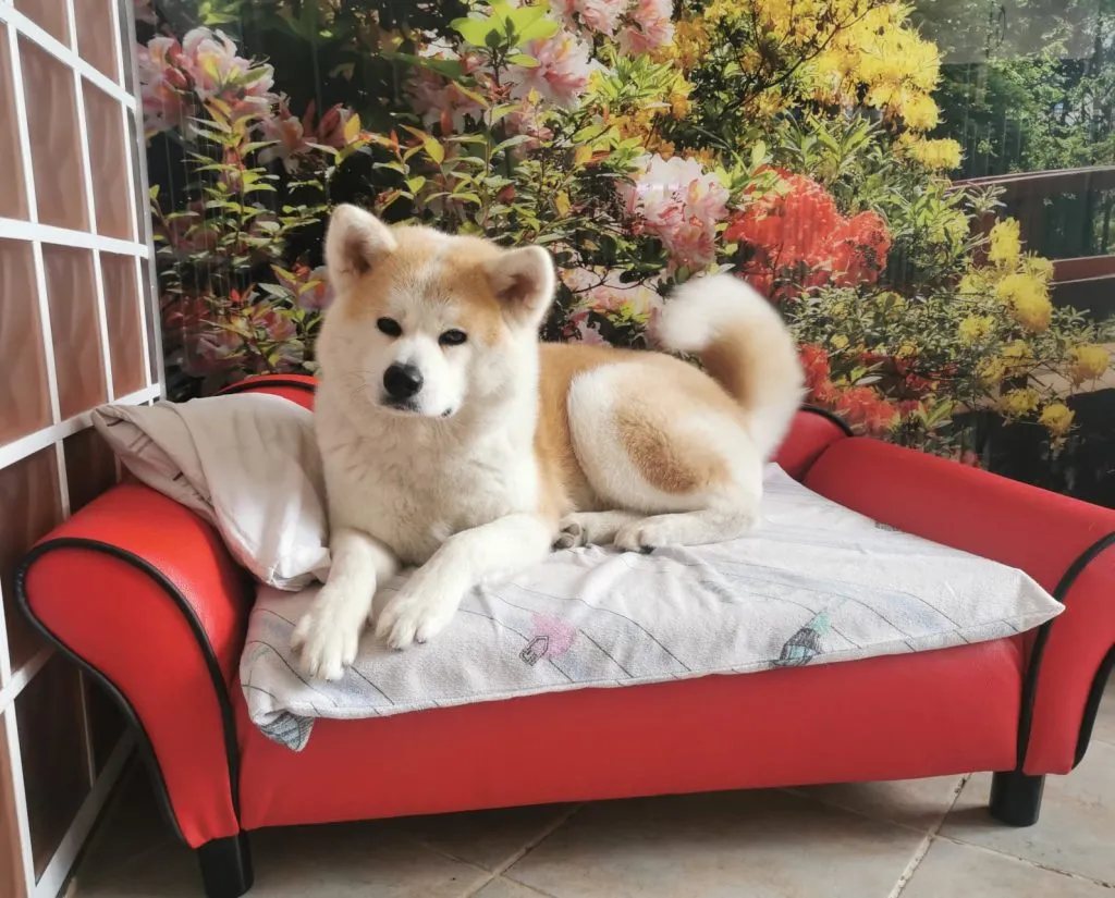 Zdjęcie Akita Inu: Jak wybrać hodowlę i poznać prawdę o rasie?