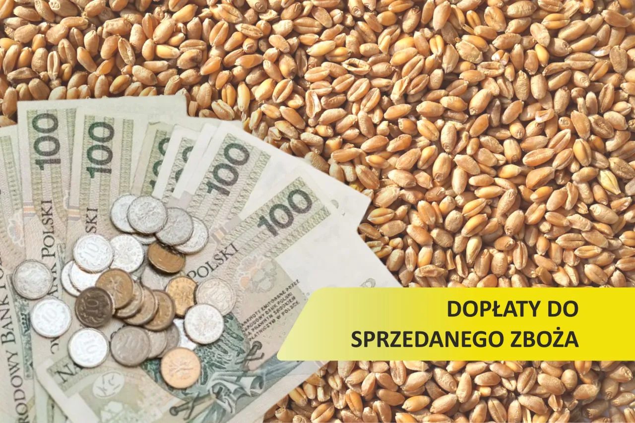Zdjęcie Kiedy dopłaty do zboża? Spóźnione terminy i zmiany w kwotach