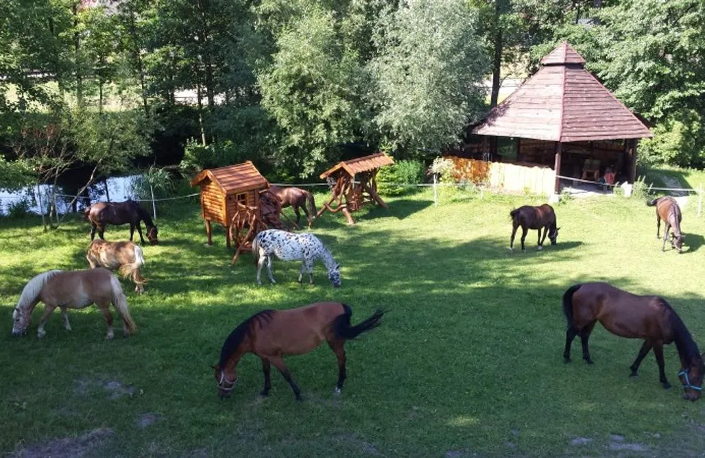 Zdjęcie Agroturystyka co jest potrzebne: Kluczowe wymagania i kroki do sukcesu