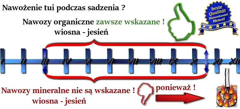 Zdjęcie Jak sypać nawóz pod tuje, by uniknąć błędów i zapewnić zdrowy wzrost