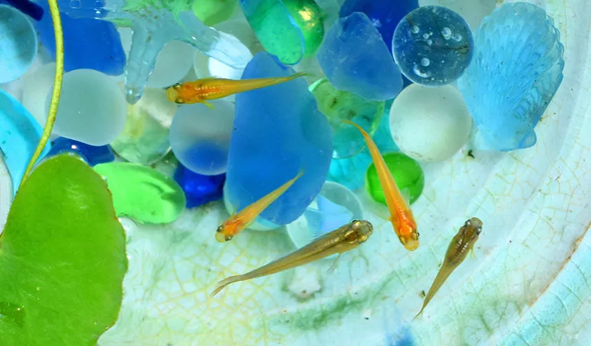 Zdjęcie Jak wlewać wodę do akwarium, aby nie stresować ryb i roślin