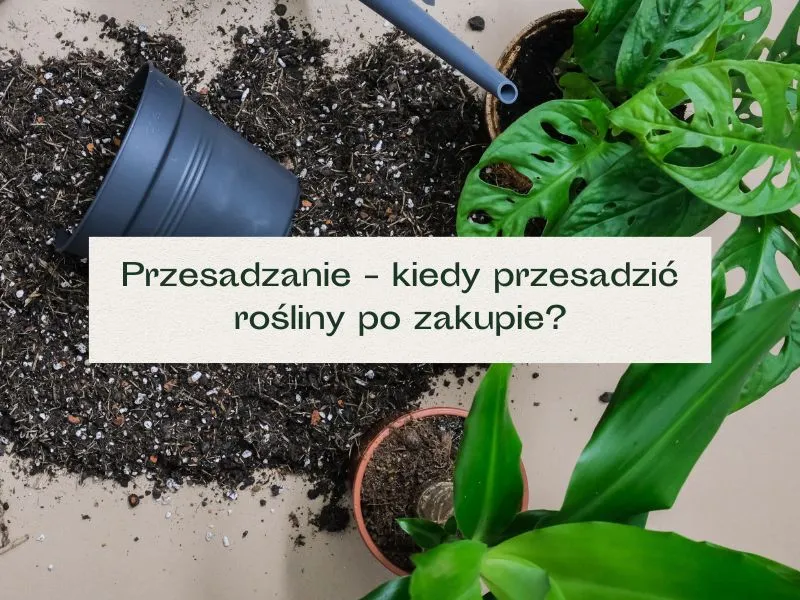 Zdjęcie Przesadzanie kwiat&oacute;w po zakupie: kiedy i jak to zrobić?