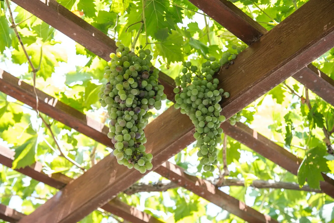 Zdjęcie Co to jest pergola? Poznaj jej funkcje i zastosowania w ogrodzie