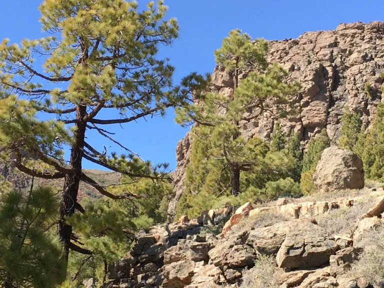 Zdjęcie Explora la belleza y misterios del sombrero de chasna en Tenerife